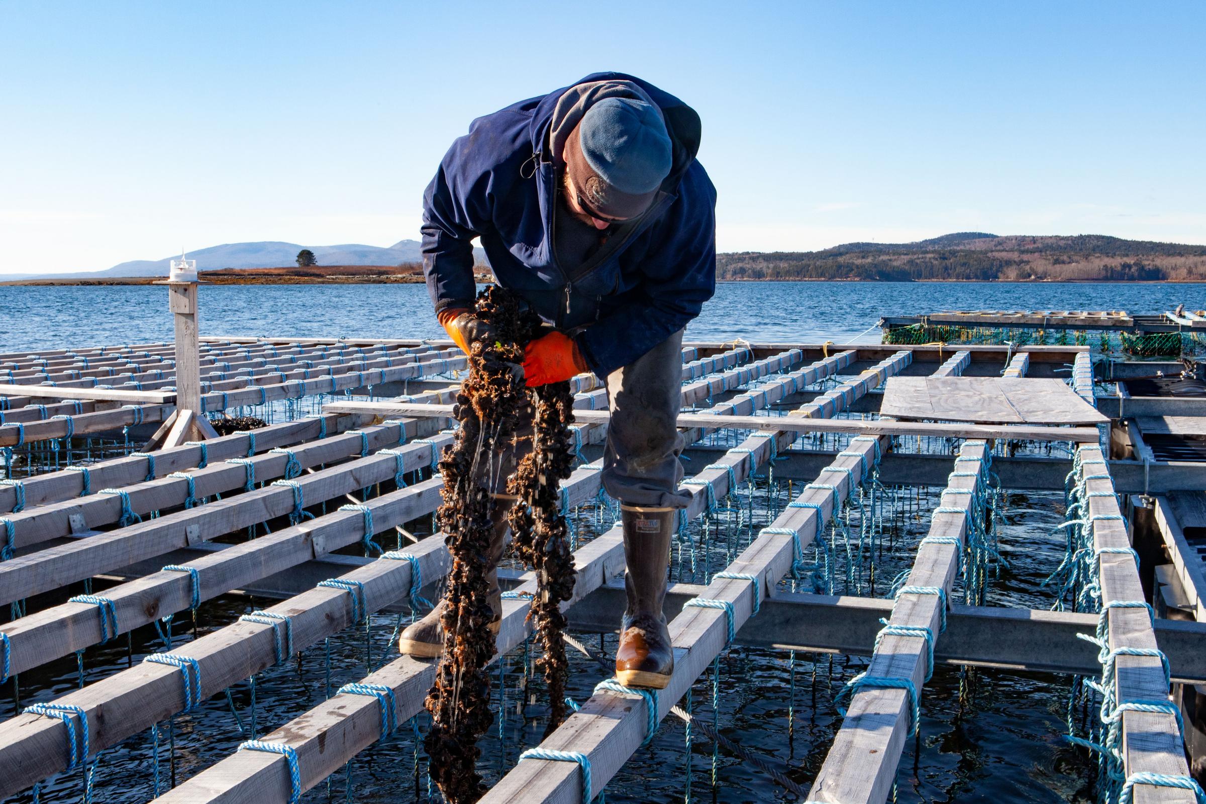 Farmed Mussels Thrive as Wild Population Declines Maine Boats Homes